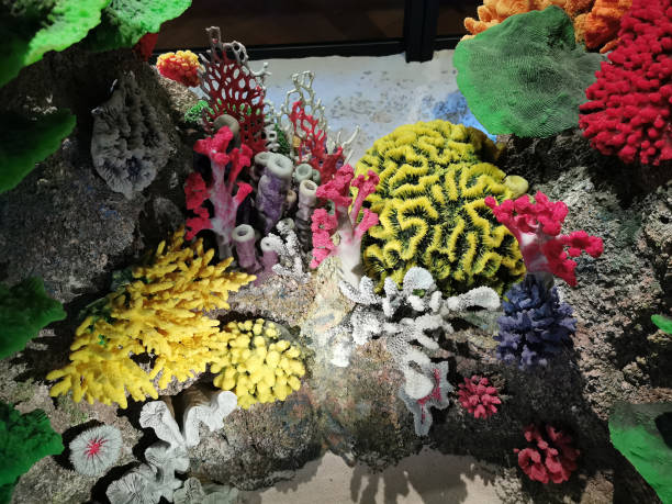 best coral for reef tank